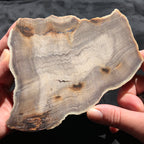 Hells Canyon Petrified Wood