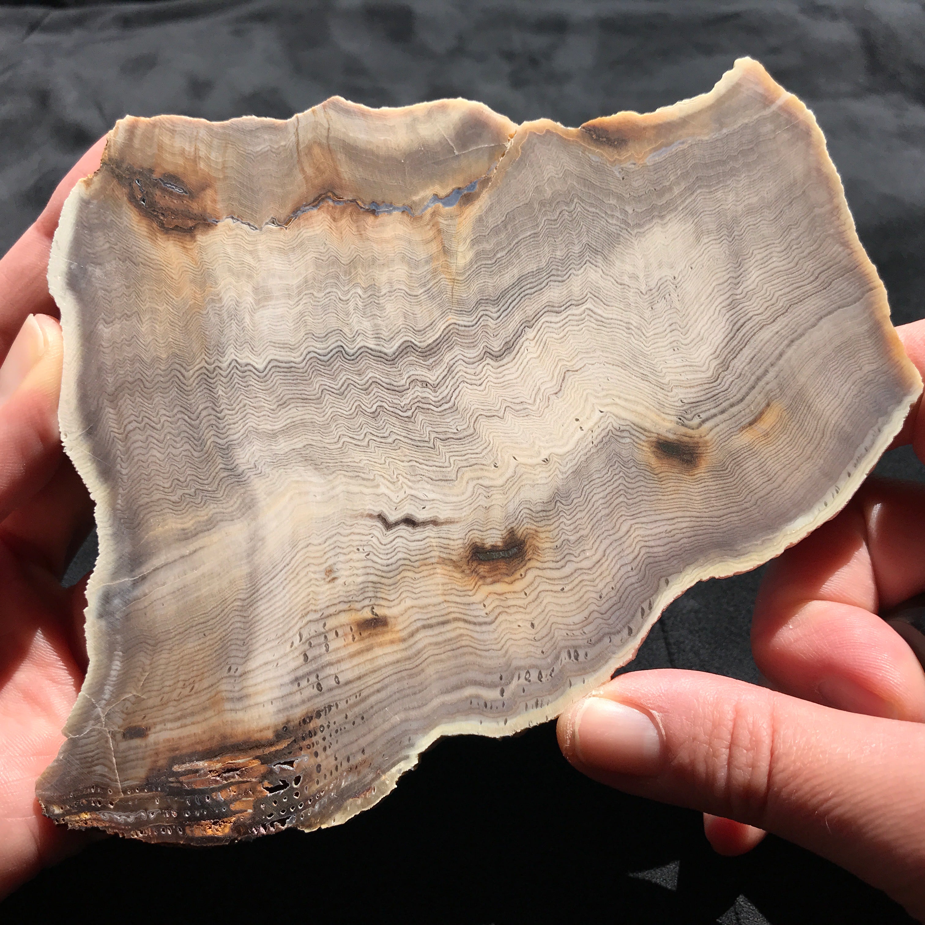 Hells Canyon Petrified Wood