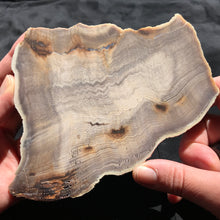 Load image into Gallery viewer, Hells Canyon Petrified Wood

