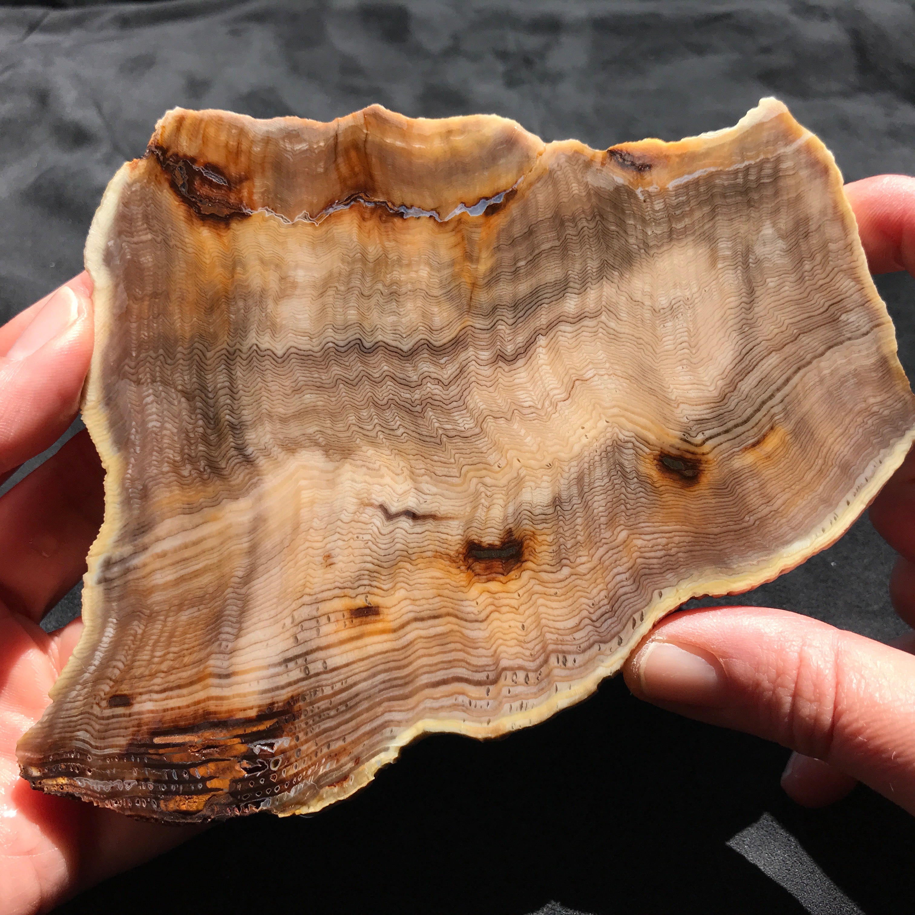 Hells Canyon Petrified Wood