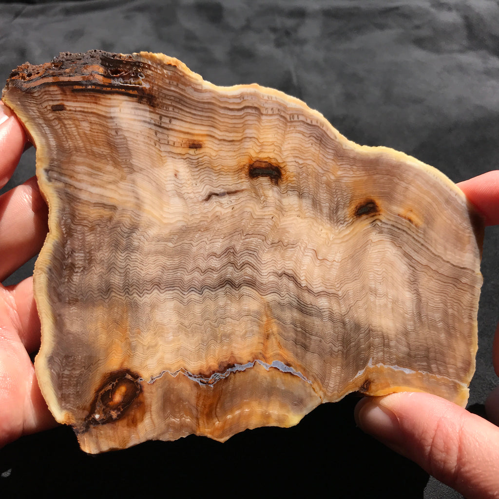 Hells Canyon Petrified Wood