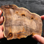 Hells Canyon Petrified Wood