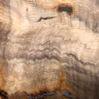 Hells Canyon Petrified Wood