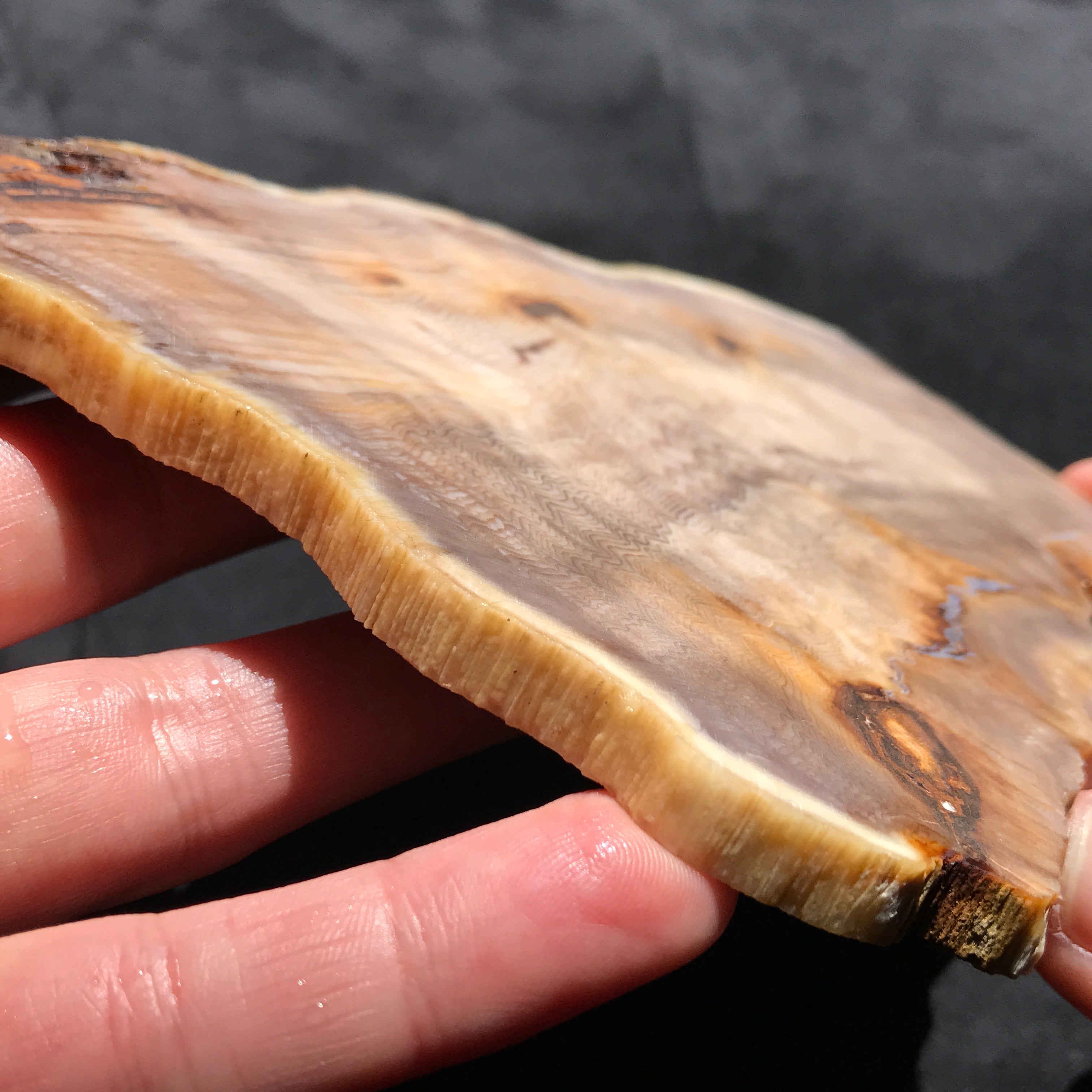 Hells Canyon Petrified Wood