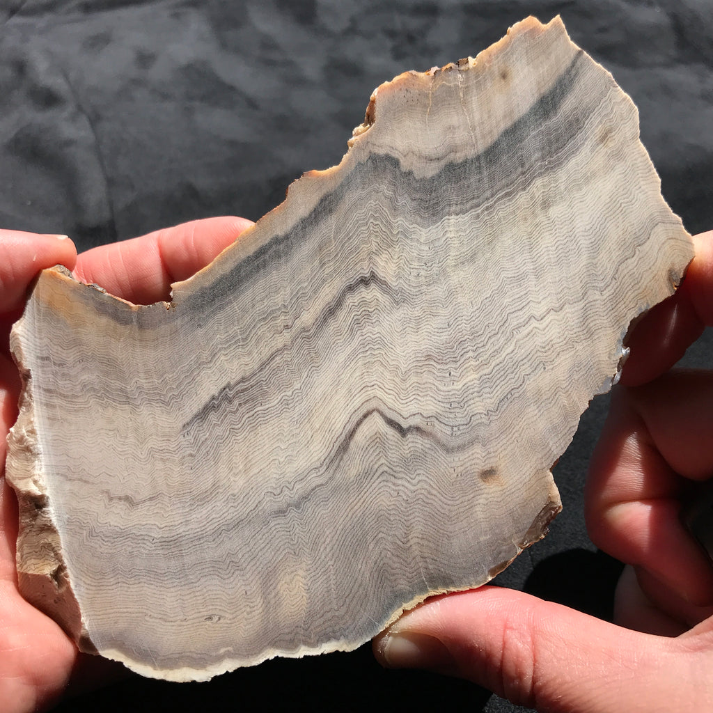 Hells Canyon Petrified Wood