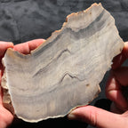 Hells Canyon Petrified Wood