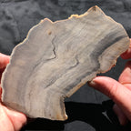 Hells Canyon Petrified Wood