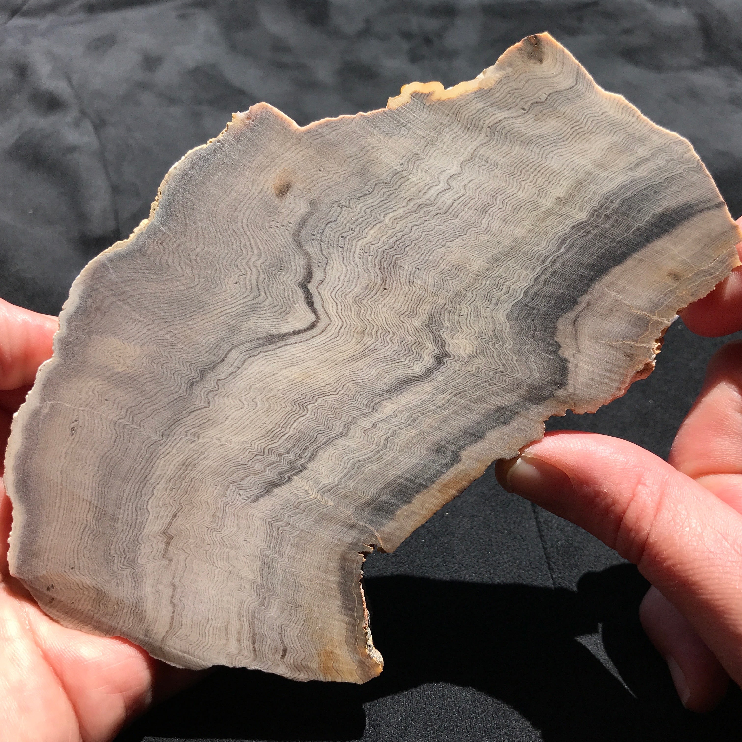 Hells Canyon Petrified Wood