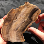 Hells Canyon Petrified Wood
