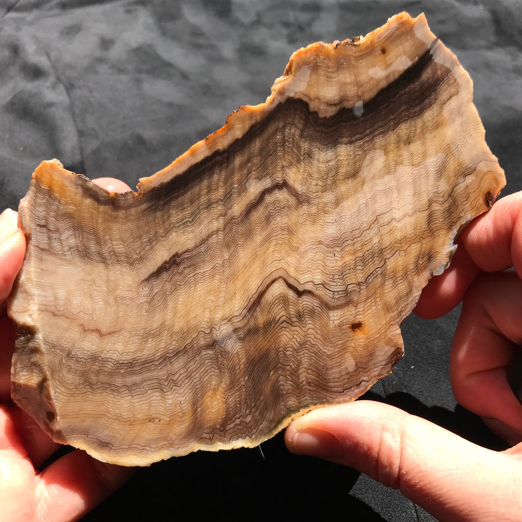 Hells Canyon Petrified Wood