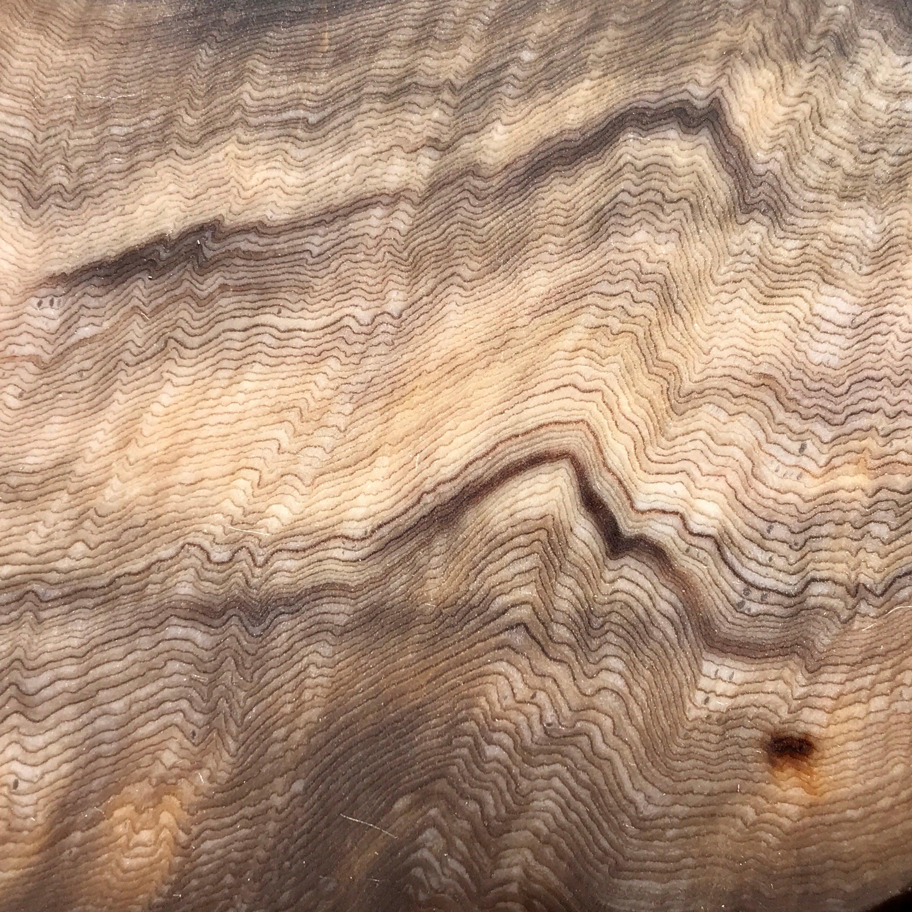 Hells Canyon Petrified Wood