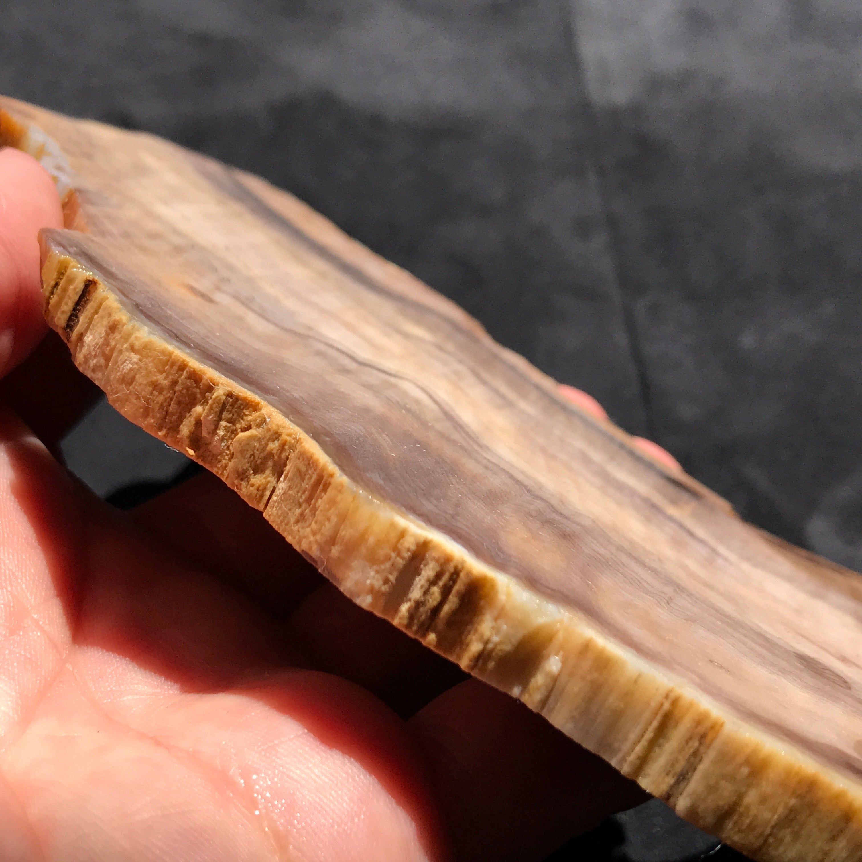 Hells Canyon Petrified Wood