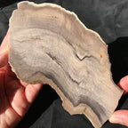 Hells Canyon Petrified Wood