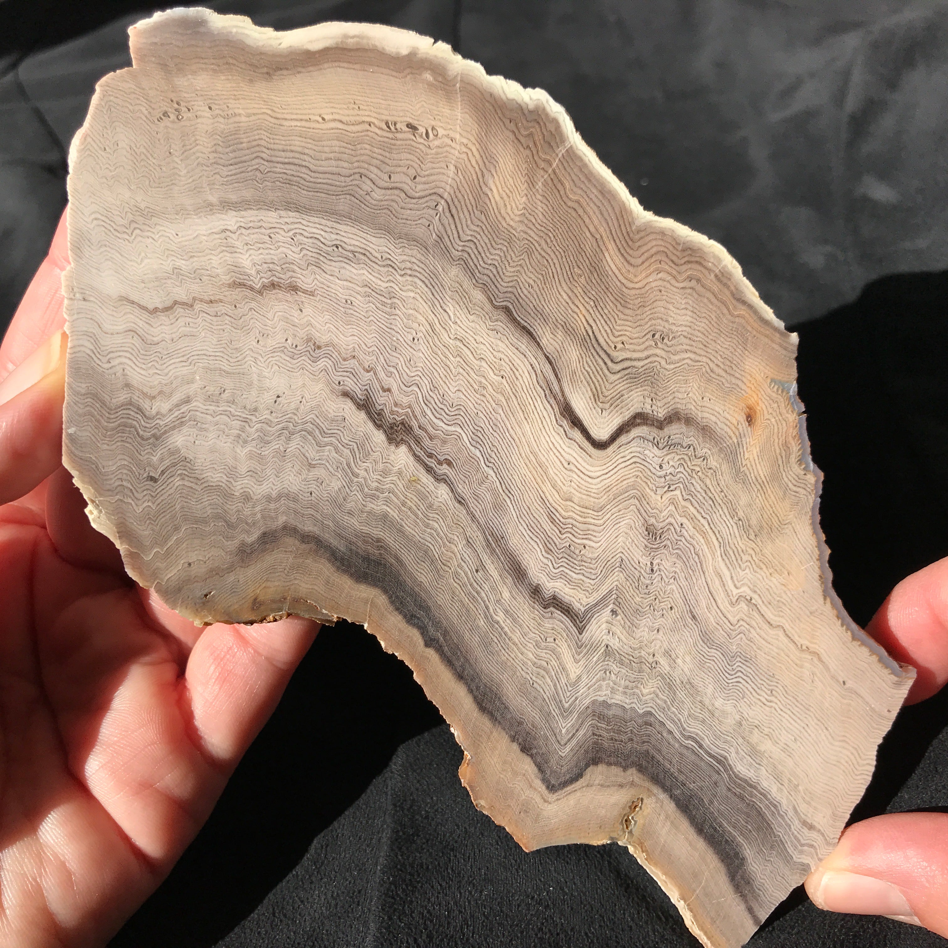 Hells Canyon Petrified Wood