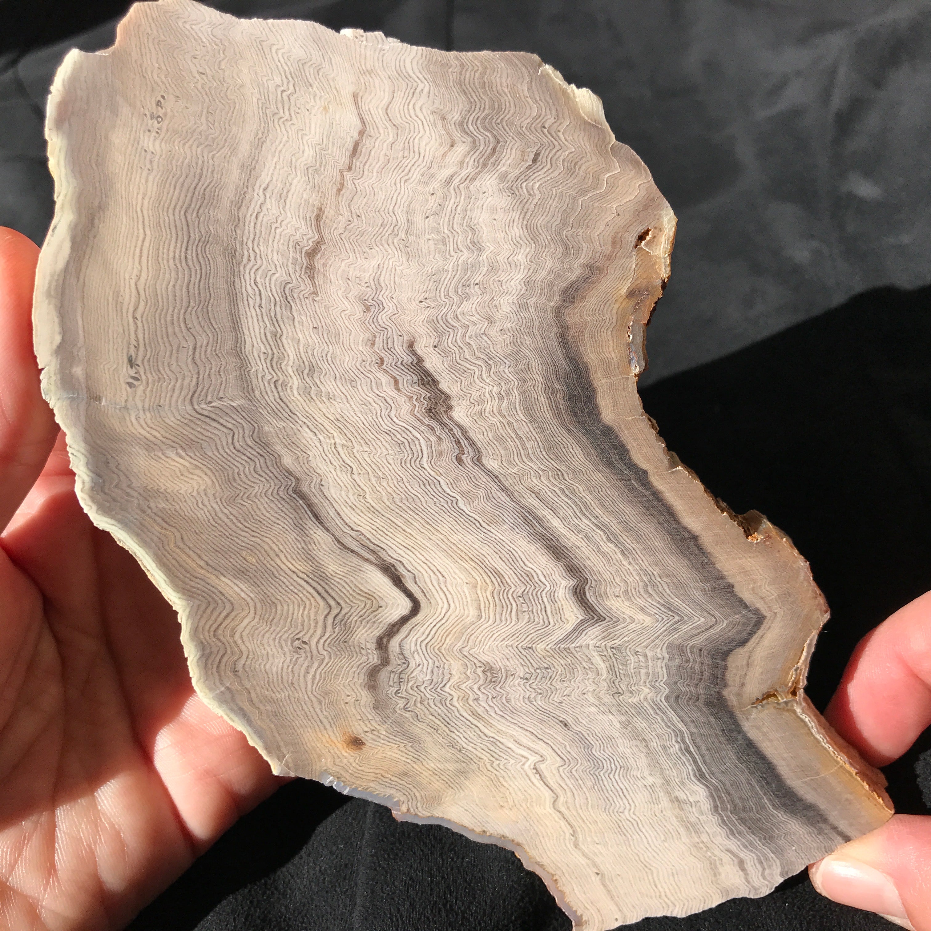 Hells Canyon Petrified Wood