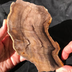 Hells Canyon Petrified Wood