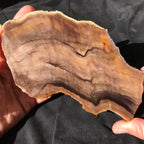 Hells Canyon Petrified Wood