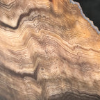 Hells Canyon Petrified Wood