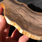 Hells Canyon Petrified Wood