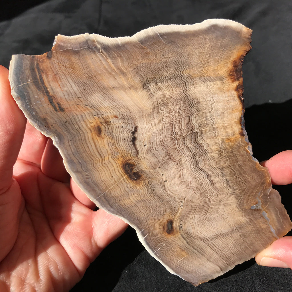 Hells Canyon Petrified Wood