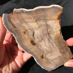 Hells Canyon Petrified Wood