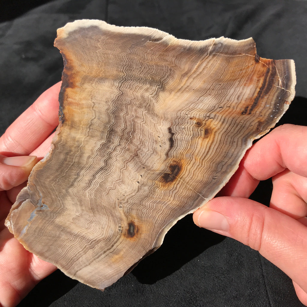 Hells Canyon Petrified Wood