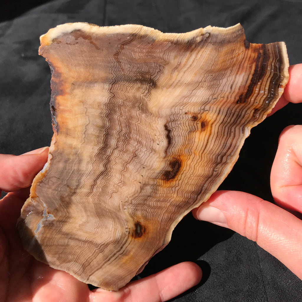 Hells Canyon Petrified Wood