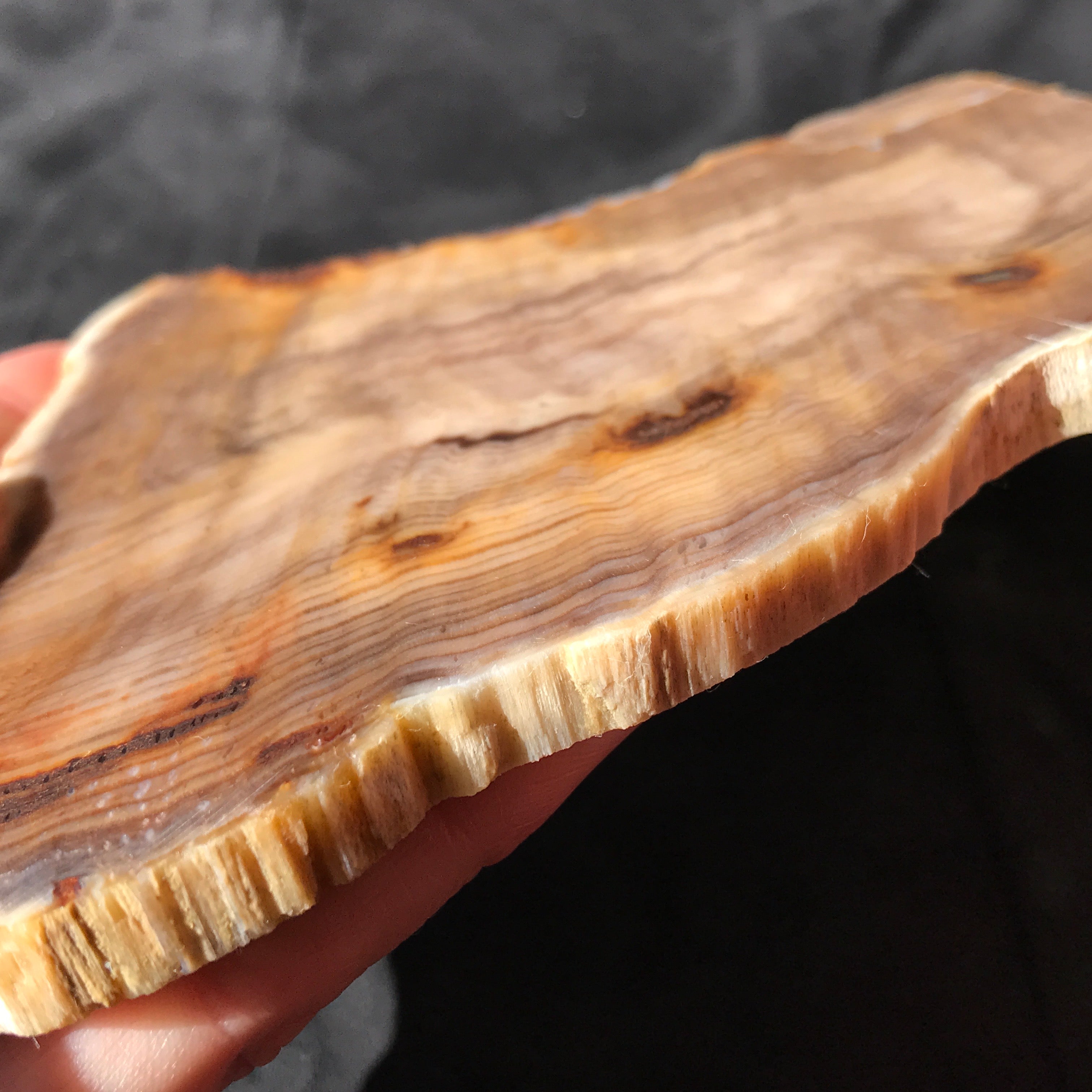 Hells Canyon Petrified Wood