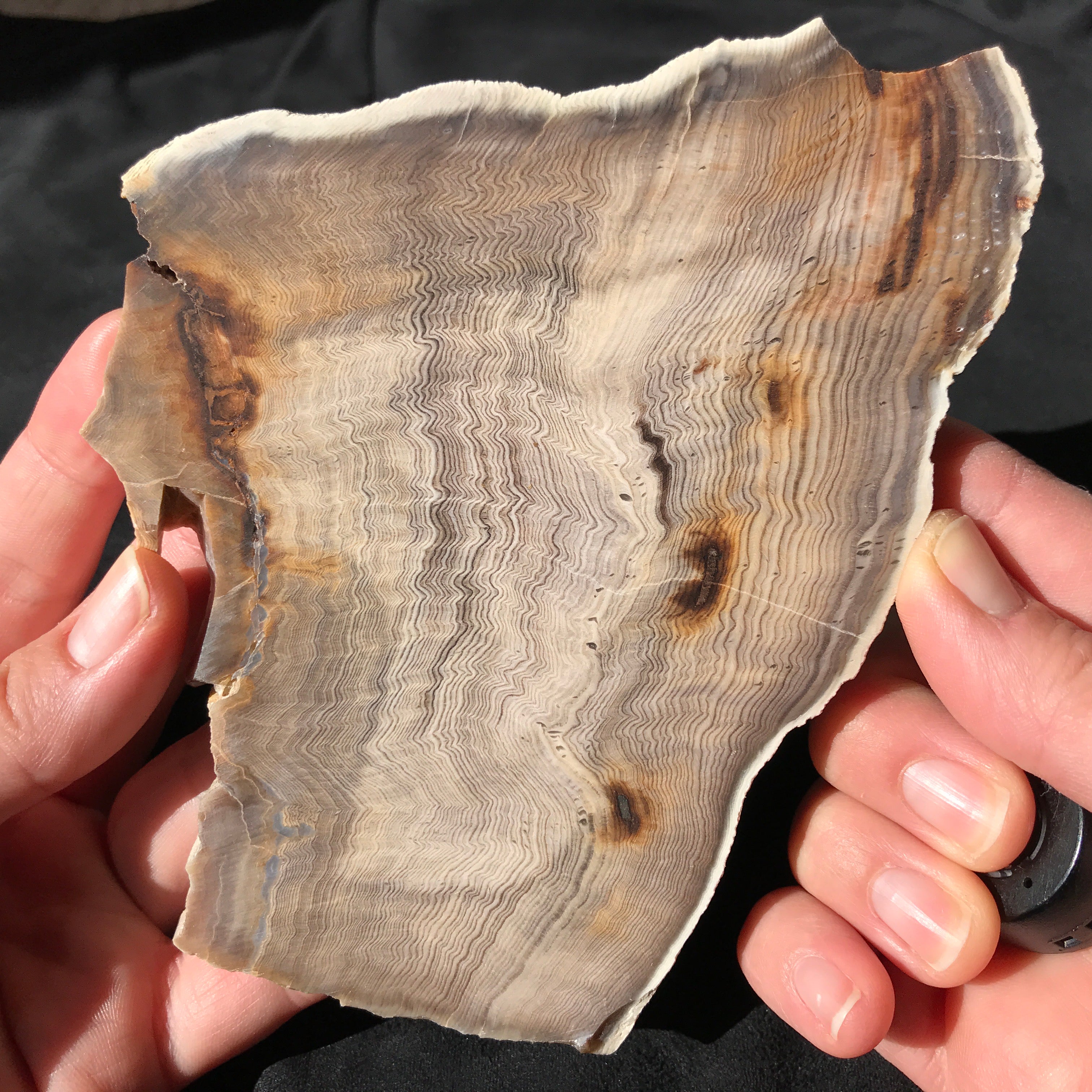 Hells Canyon Petrified Wood