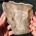 Hells Canyon Petrified Wood