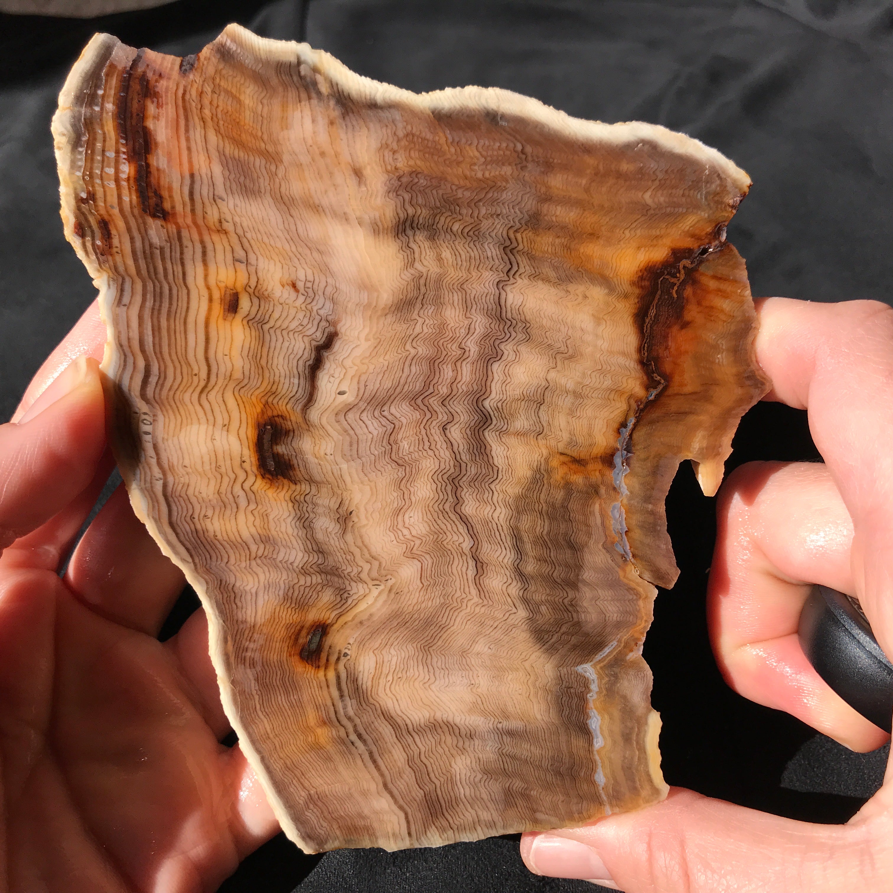 Hells Canyon Petrified Wood