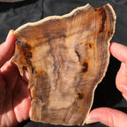 Hells Canyon Petrified Wood