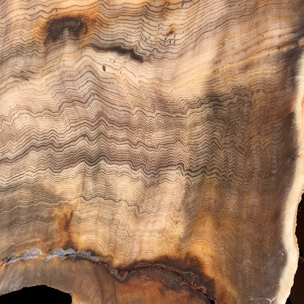 Hells Canyon Petrified Wood