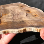 Hells Canyon Petrified Wood