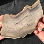 Hells Canyon Petrified Wood