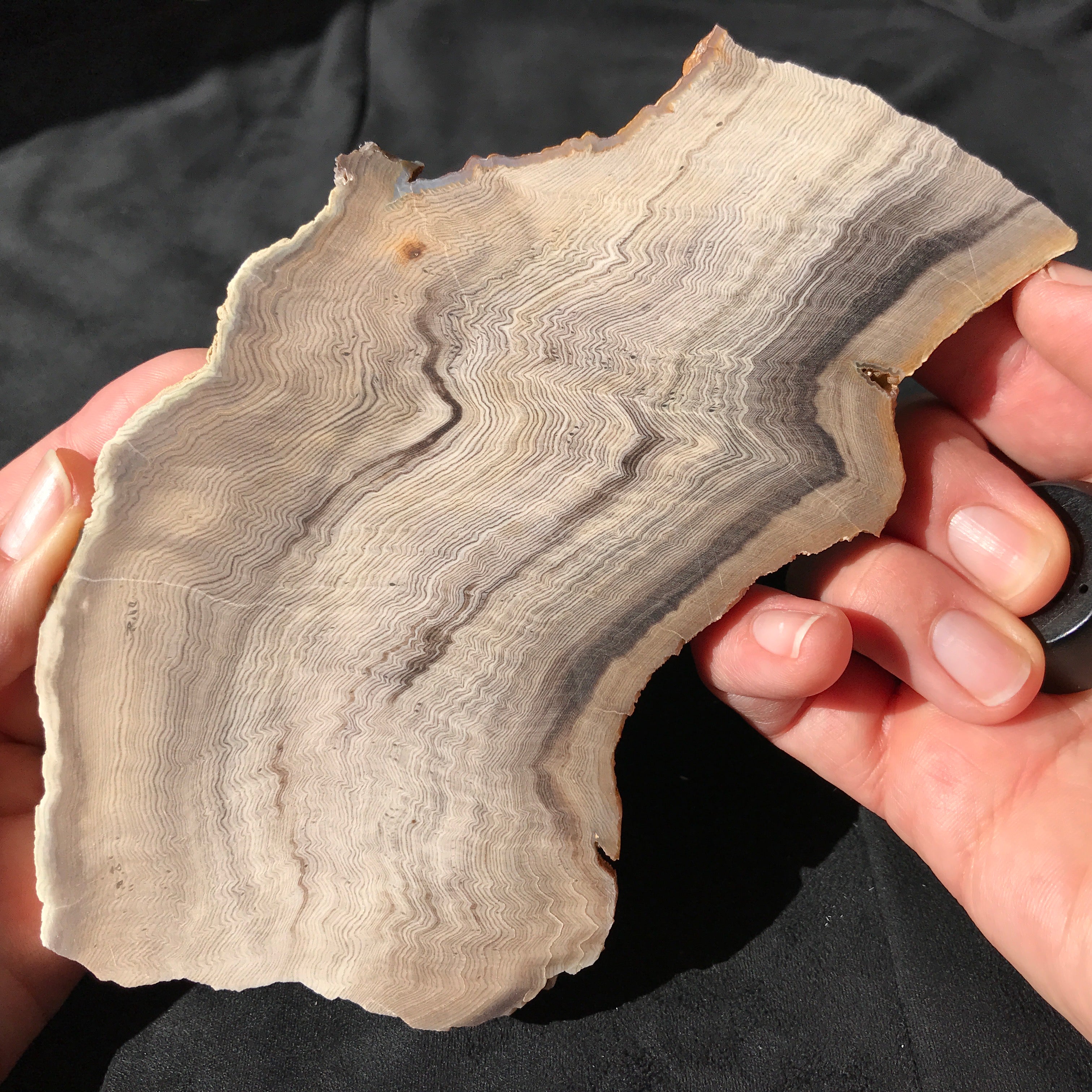 Hells Canyon Petrified Wood