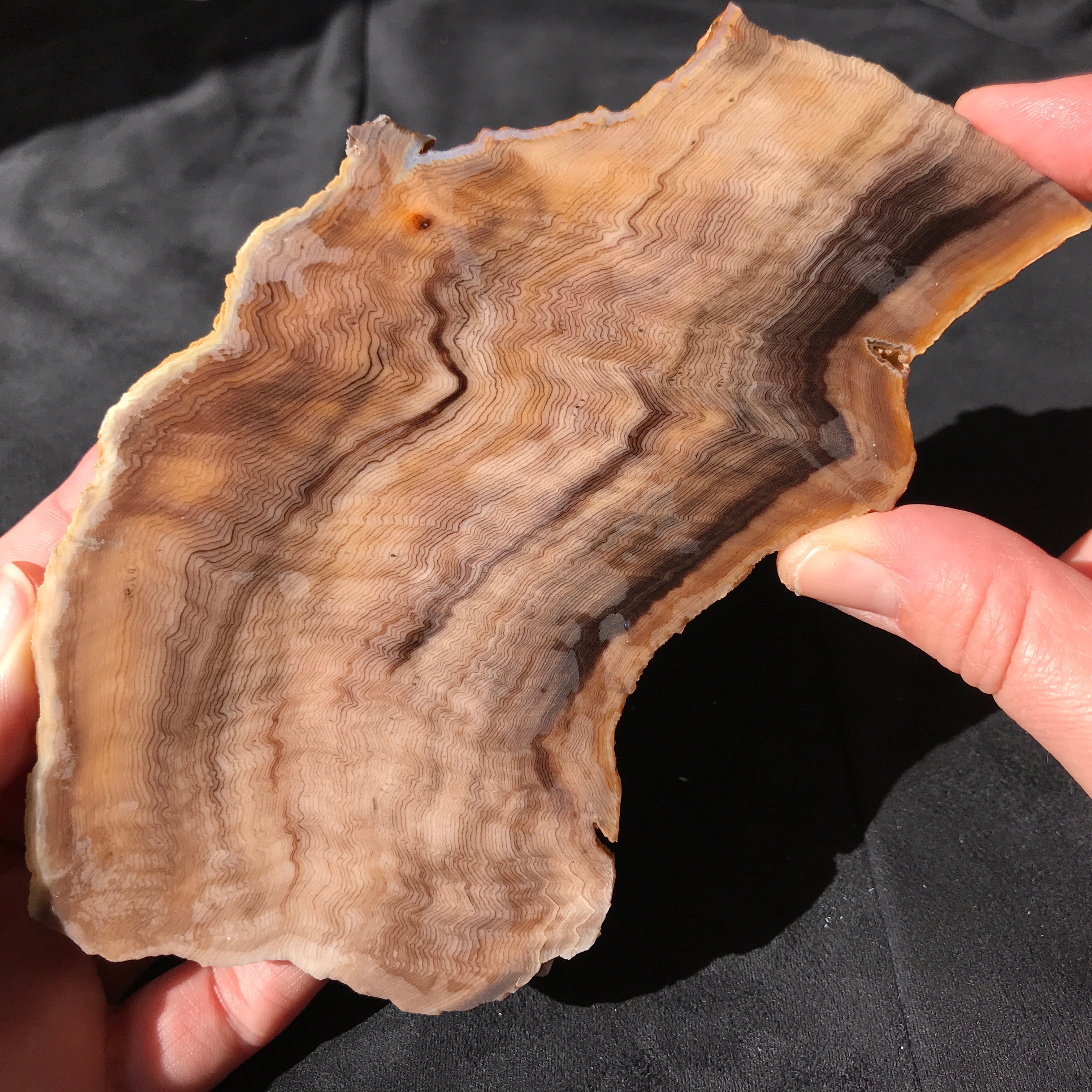 Hells Canyon Petrified Wood