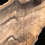 Hells Canyon Petrified Wood