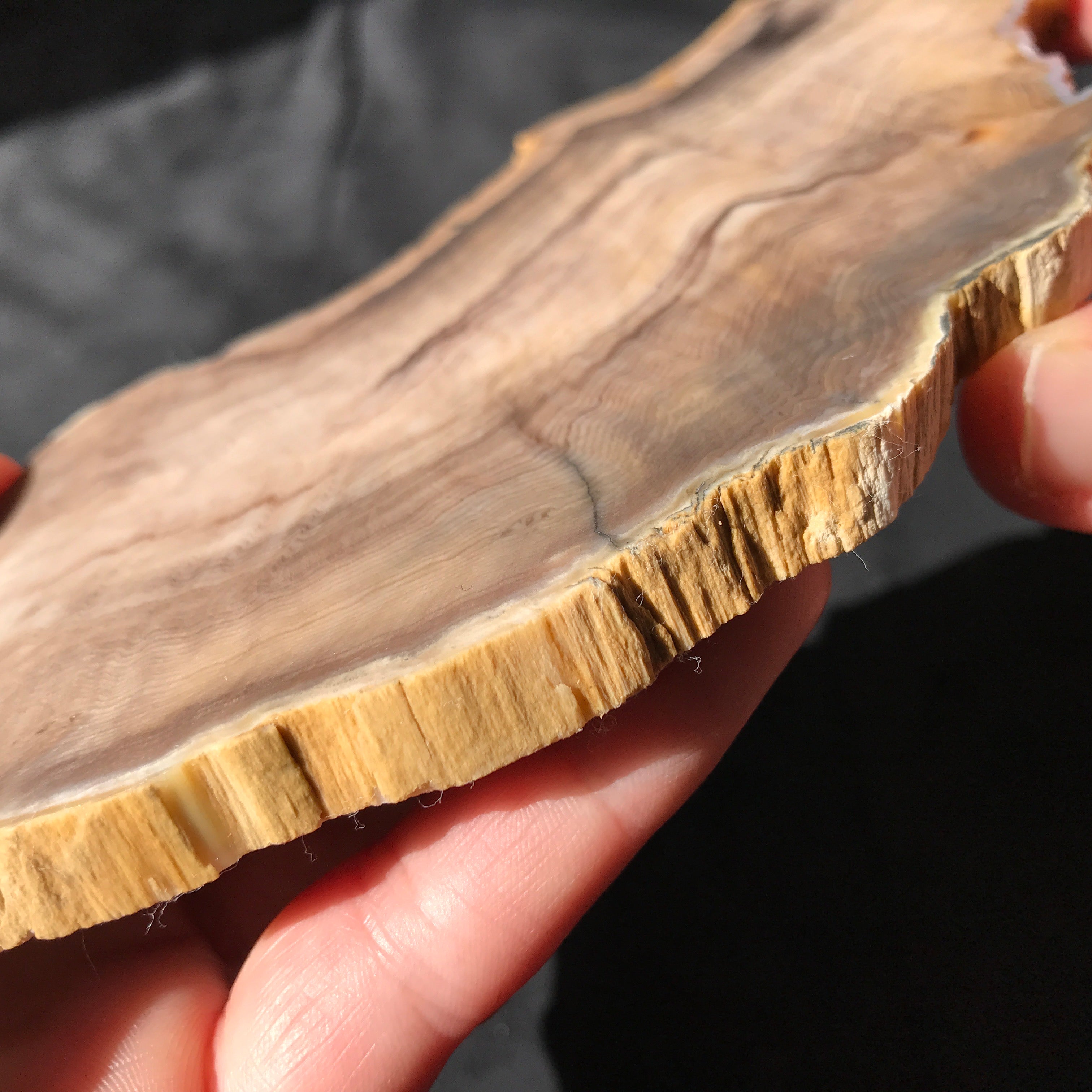 Hells Canyon Petrified Wood