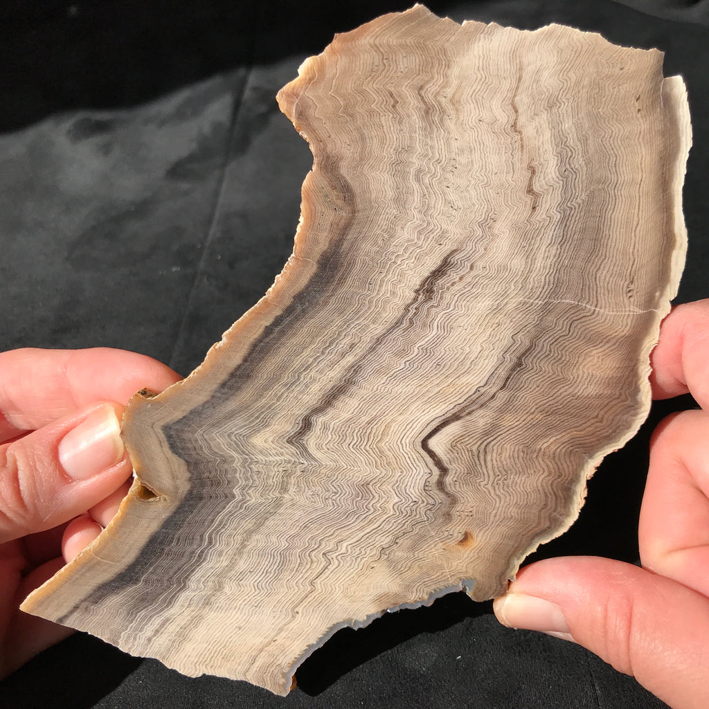 Hells Canyon Petrified Wood