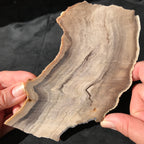 Hells Canyon Petrified Wood