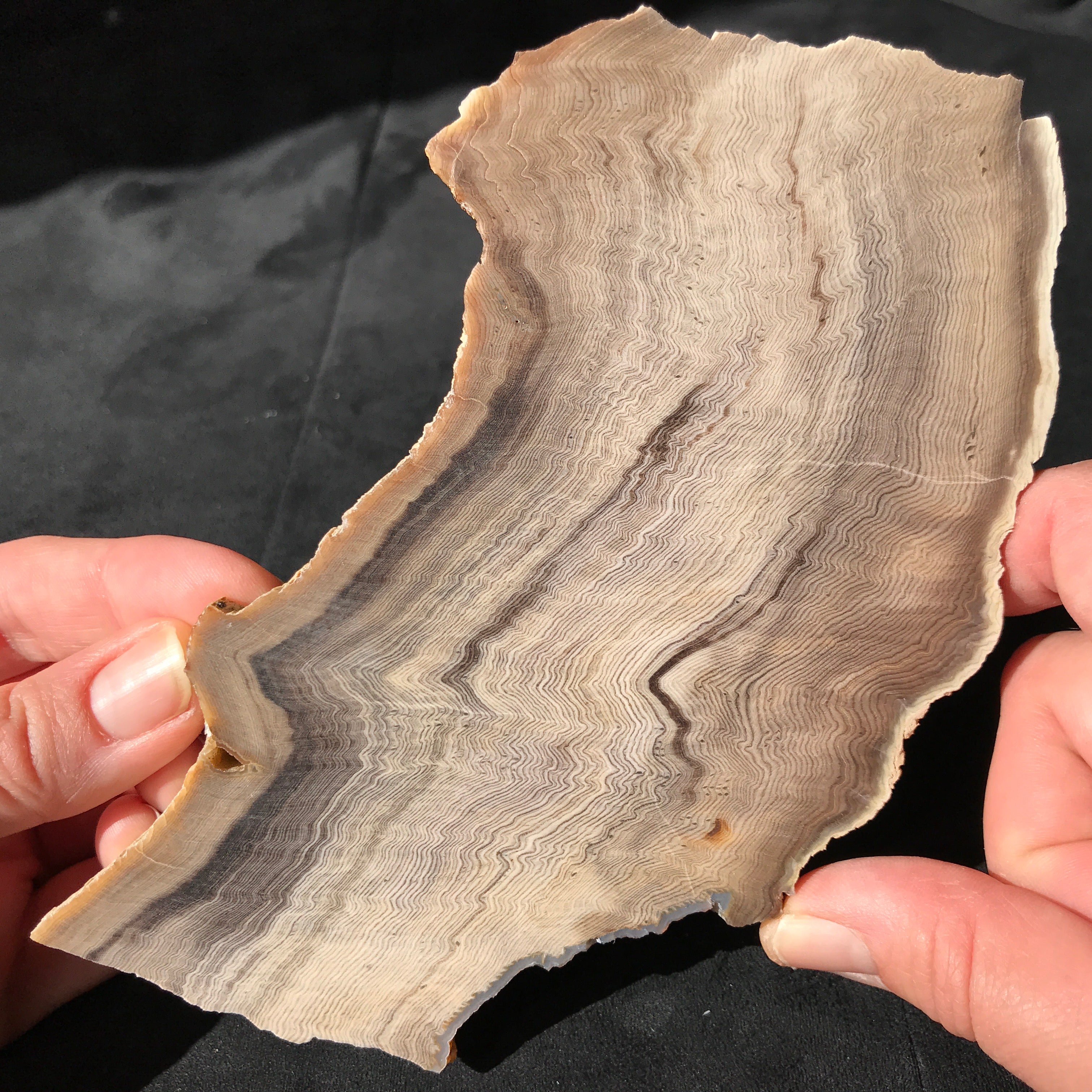 Hells Canyon Petrified Wood