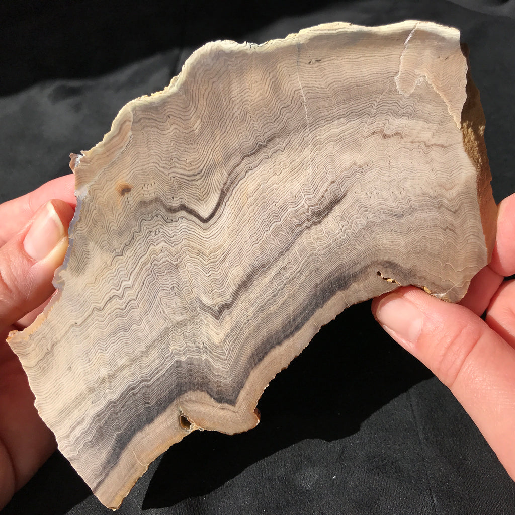 Hells Canyon Petrified Wood