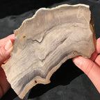 Hells Canyon Petrified Wood