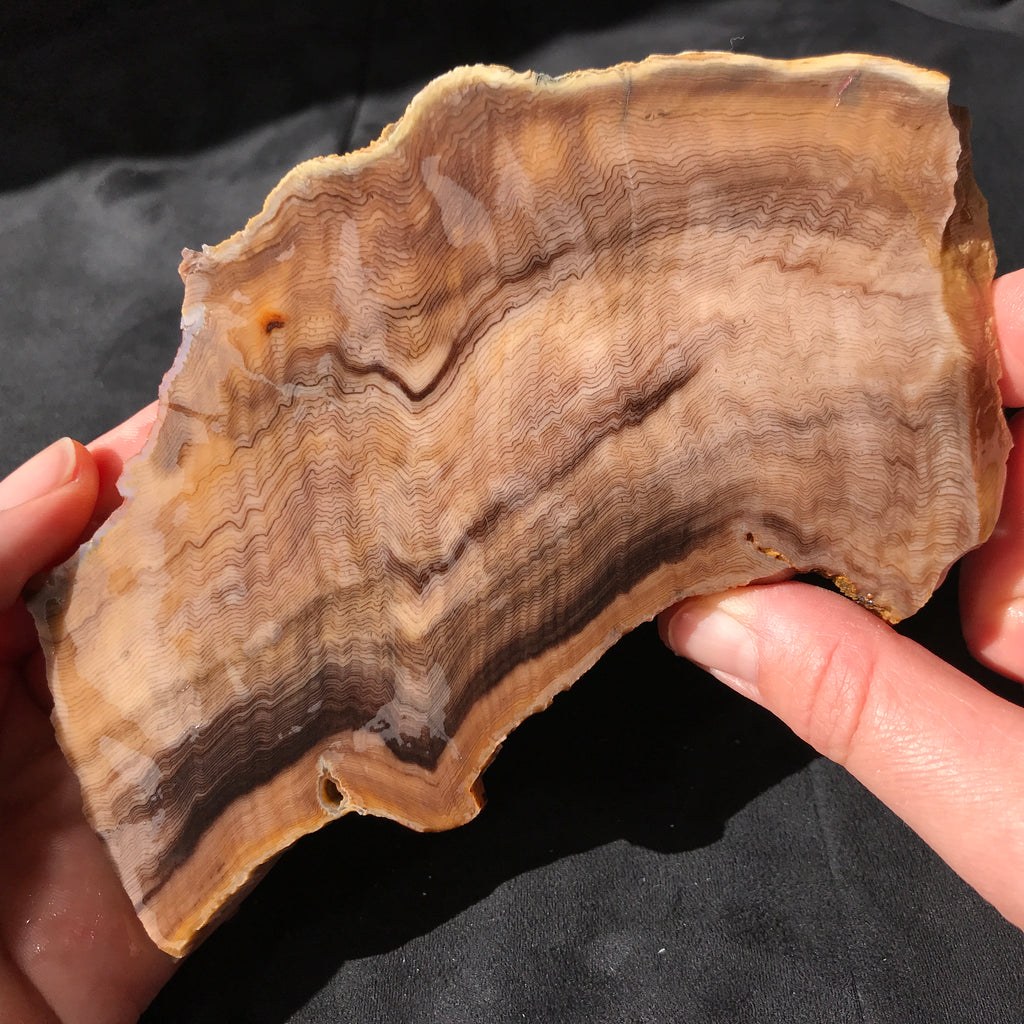 Hells Canyon Petrified Wood