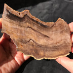 Hells Canyon Petrified Wood