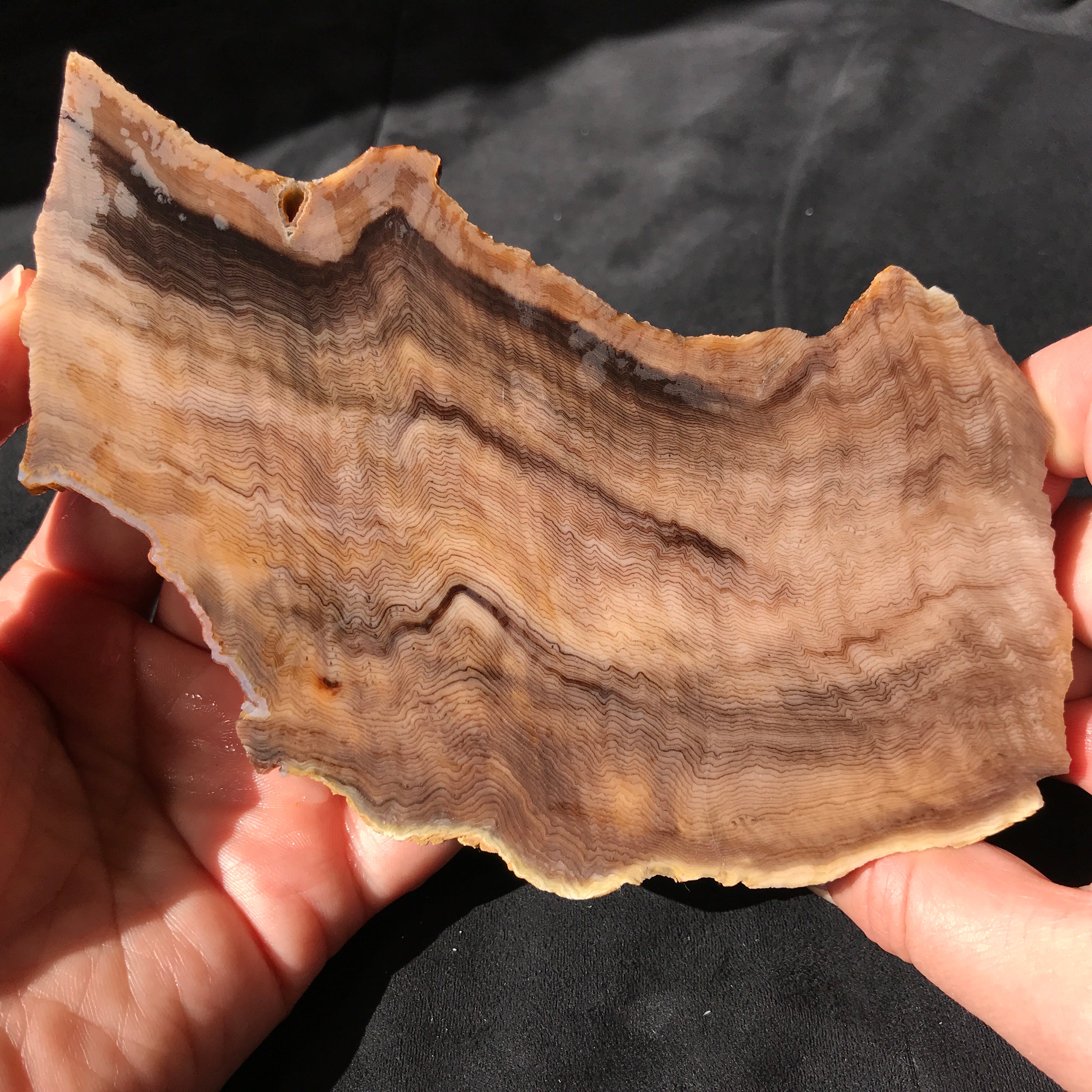 Hells Canyon Petrified Wood