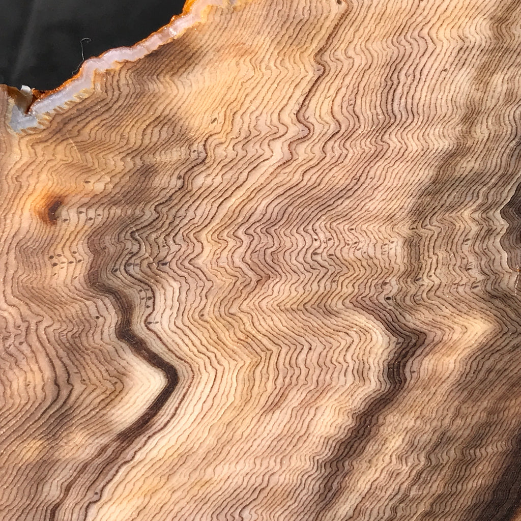 Hells Canyon Petrified Wood