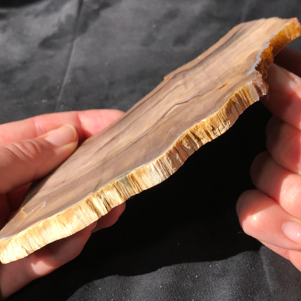 Hells Canyon Petrified Wood